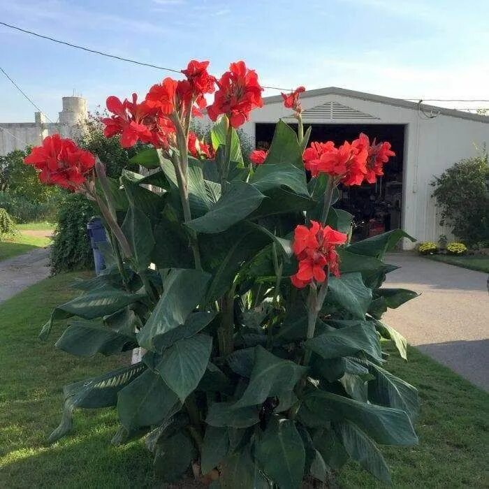 Канны садовые фото Red Futurity Flowering Dwarf Canna Lily Roots/bulbs/rhizomes,5 bulbs in 2022 Sum