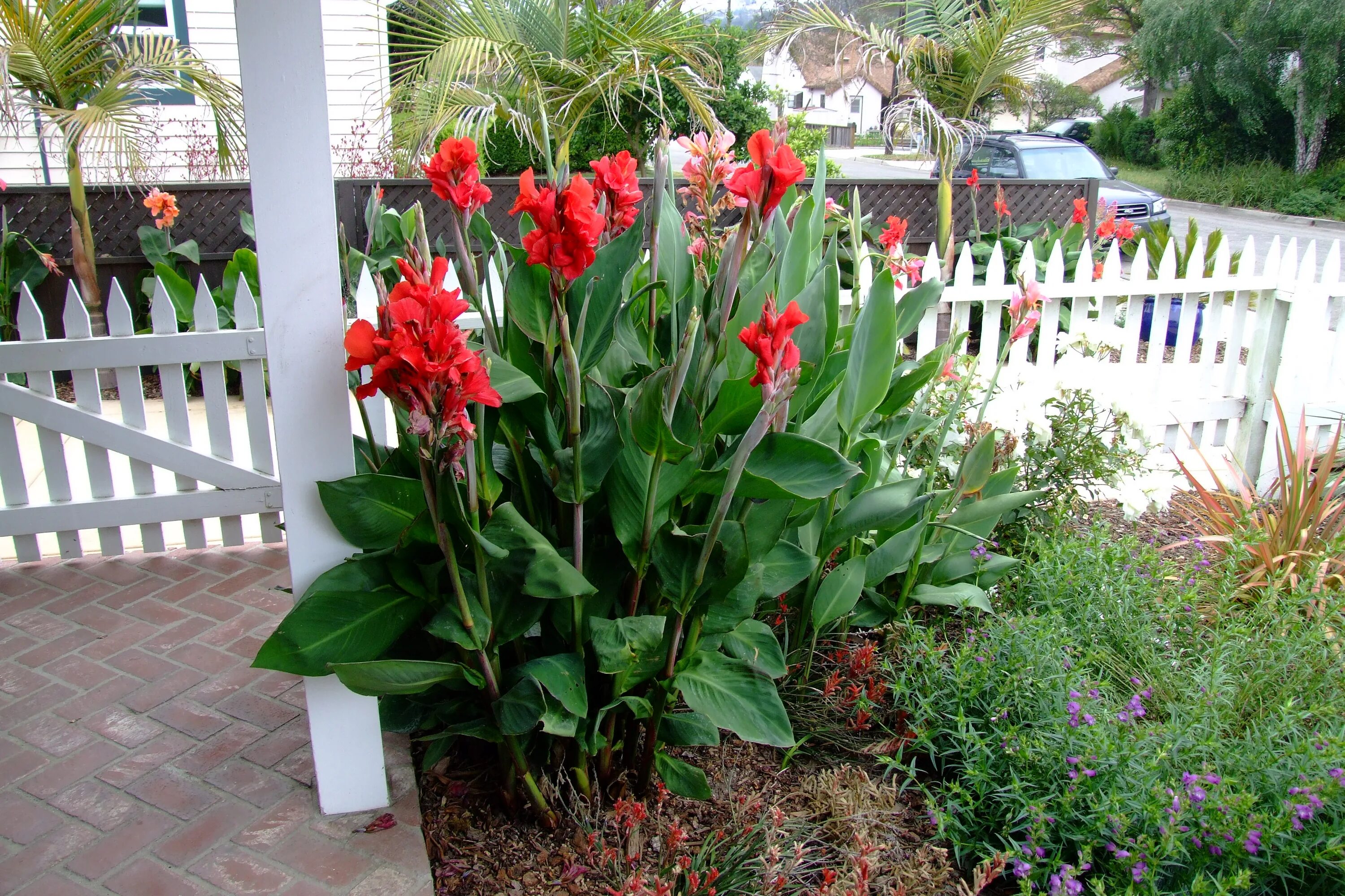 Канны садовые фото Canna x generalis - Canna PlantMaster