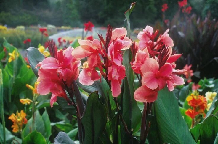 Канны садовые фото Canna Whithelm pride Garden, Flowers, Beautiful