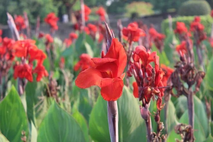 Канны садовые фото 40+ Types of Red Flowers with Pictures Flower Glossary Red flowers, Types of red