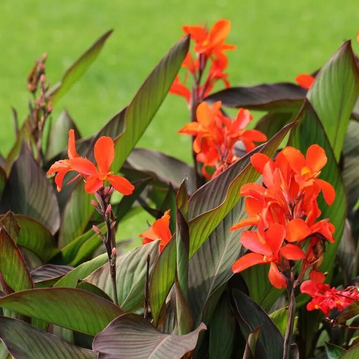 Канны садовые фото Las 11 mejores flores de verano para tu jardín Plantas con flores, Flores de som
