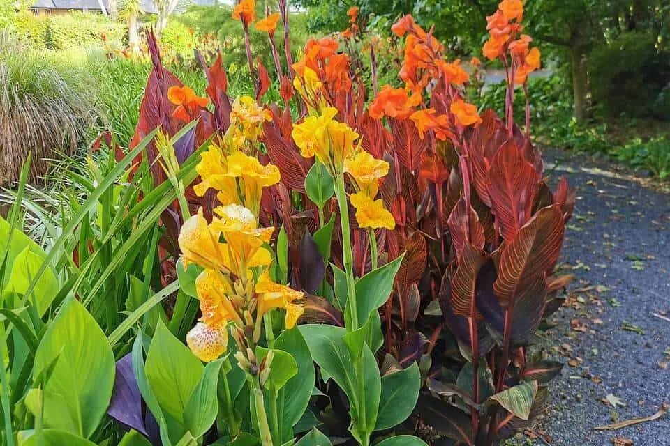 Канны садовые фото Cuidados básicos de las cannas - La Villa - El Blog de Garden Center Ejea Como c