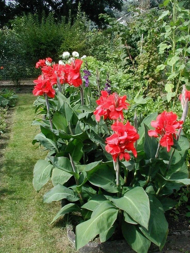 Канны цветы садовые фото Canna Lily: Complete Plant Care And Growing Guide Canna lily care, Lily garden, 