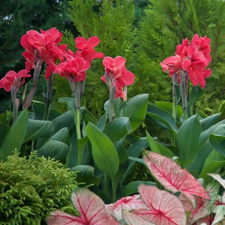 Канны цветы садовые фото Canna Short Pink Magic Outdoor Canna lily landscaping, Tropical landscaping, Flo