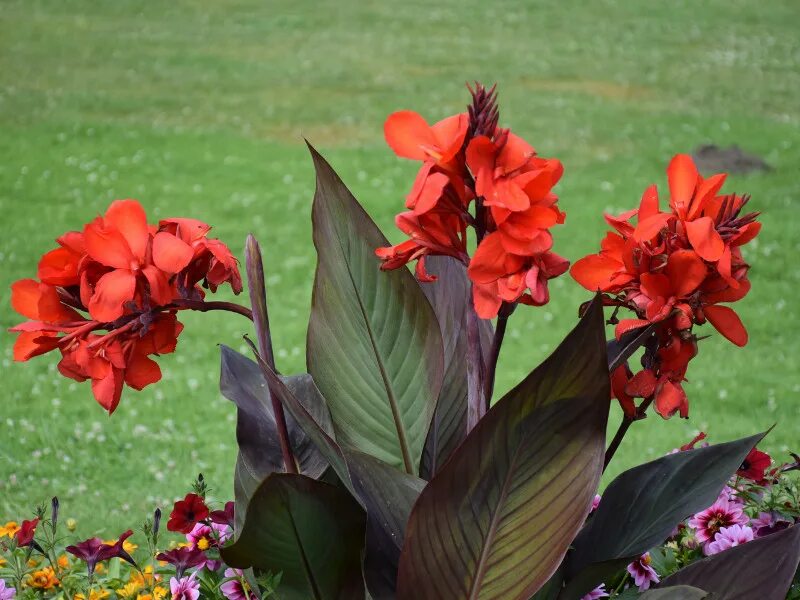 Канны цветы садовые фото Купить Канна Black Knight - Канна - GardenPlants