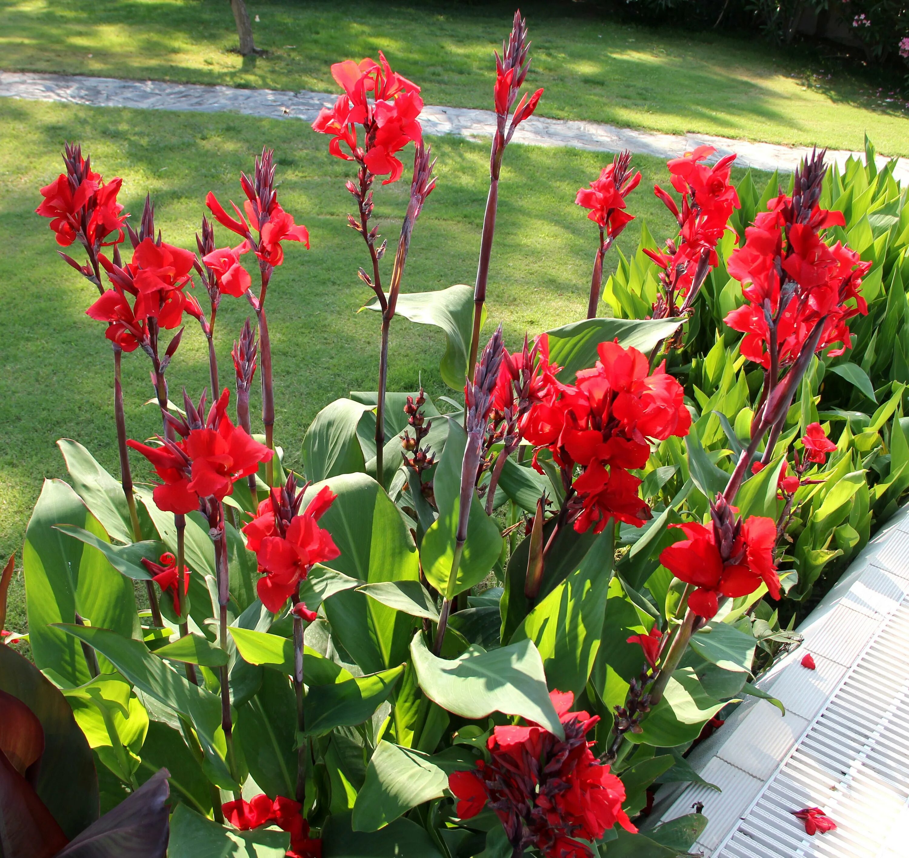Канны цветы садовые фото File:Canna paniculata Panicle Canna კანა.JPG - Wikimedia Commons