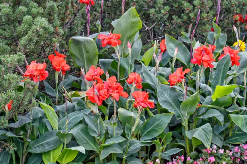 Канны цветы садовые фото Cannas einpflanzen " Farbenpracht garantiert