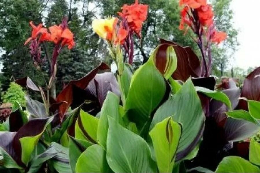 Канны в домашних условиях фото Корневище Канна Клеопатра