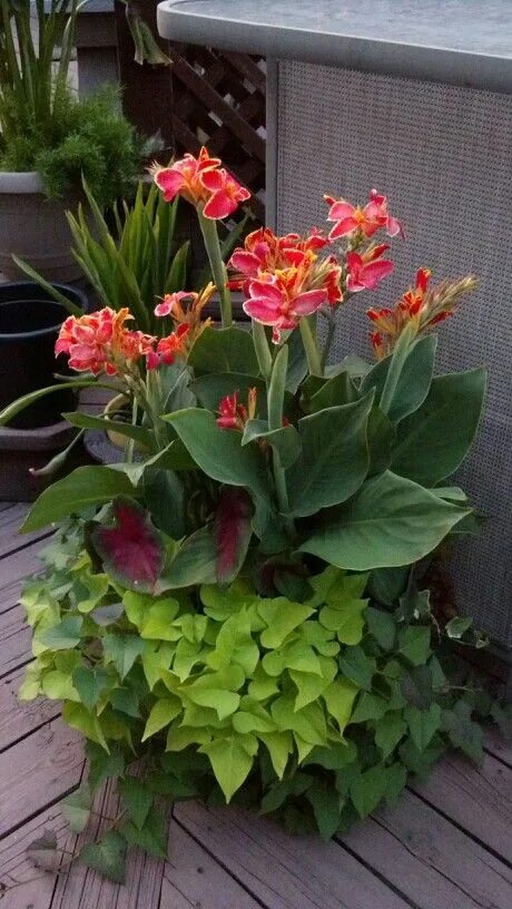 Канны в домашних условиях фото Pin by Holly Shablak on Container gardens Container flowers, Container gardening