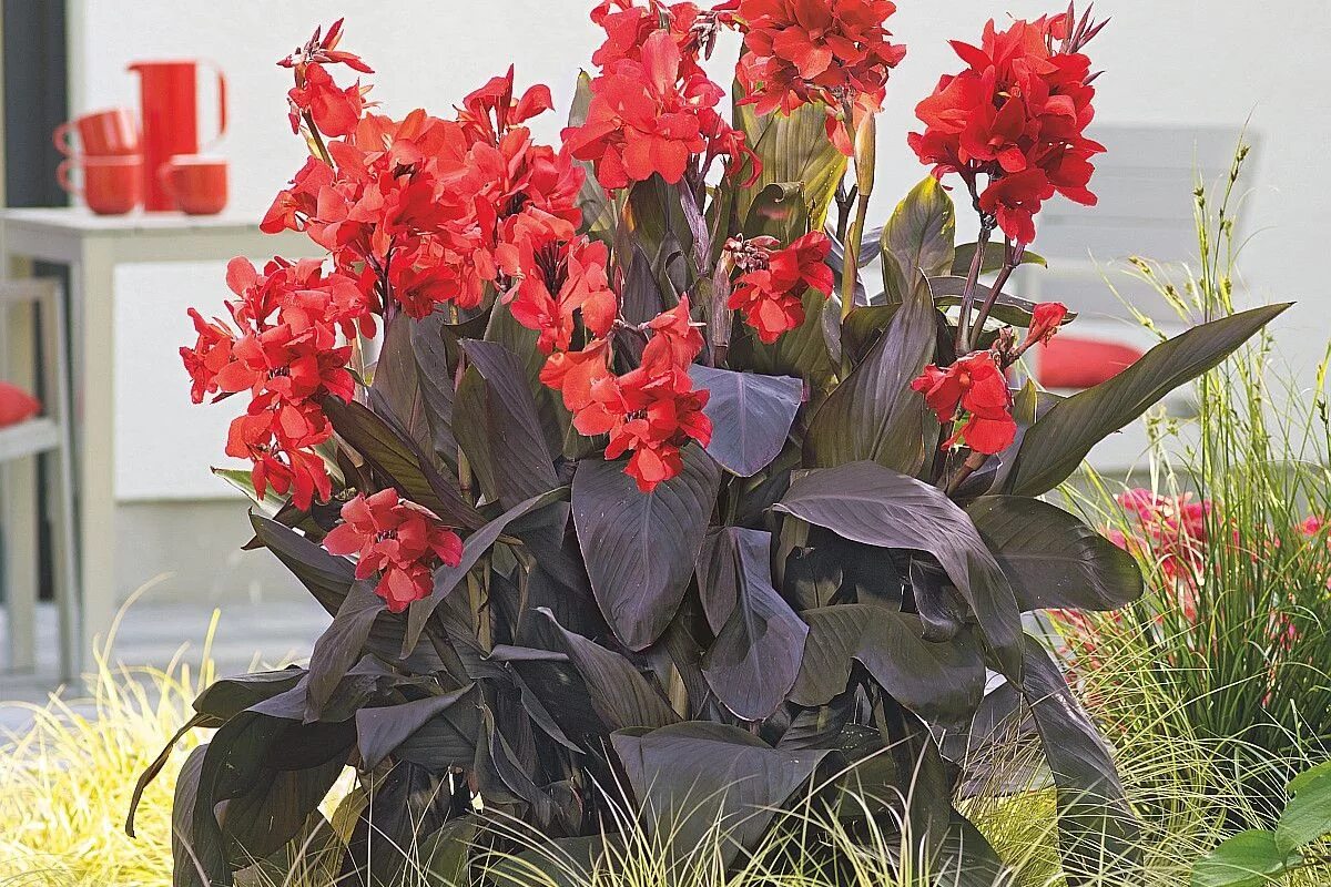 Канны в домашних условиях фото Takii Europe B.V. Flowers, Seed company, Seeds