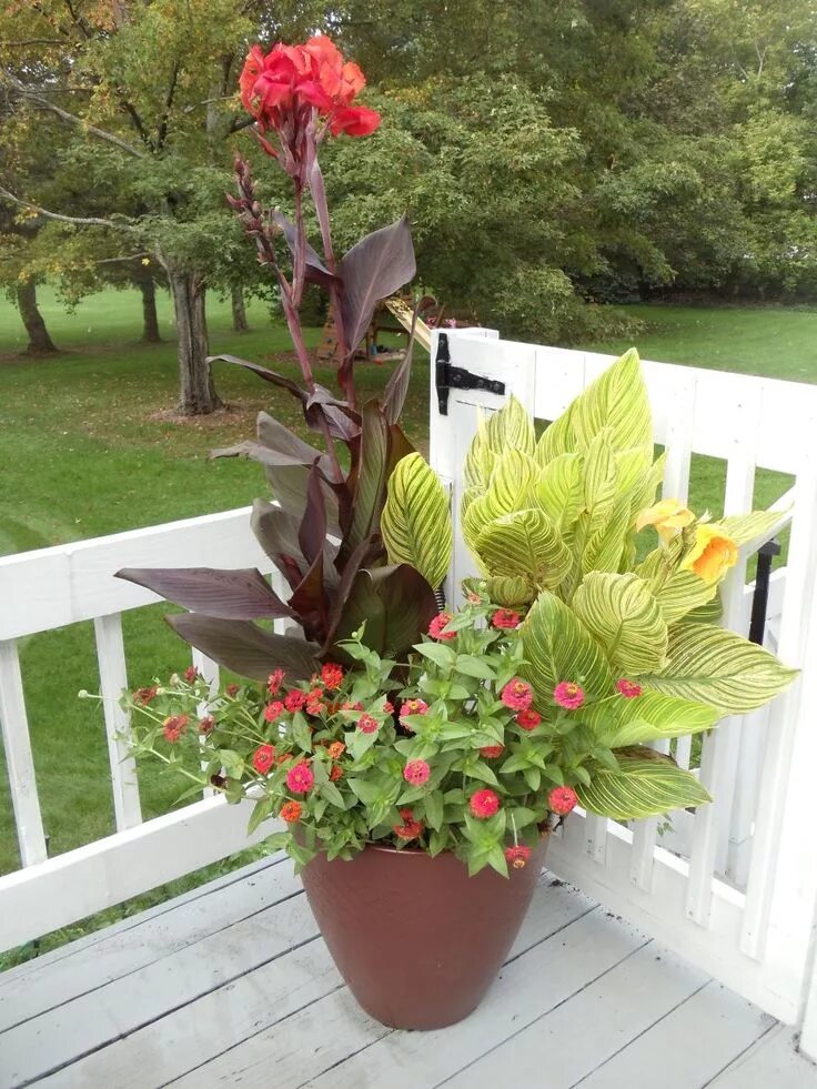 Канны в домашних условиях фото Plants that Stand Up to the Summer Heat HGTV Container gardening, Container gard