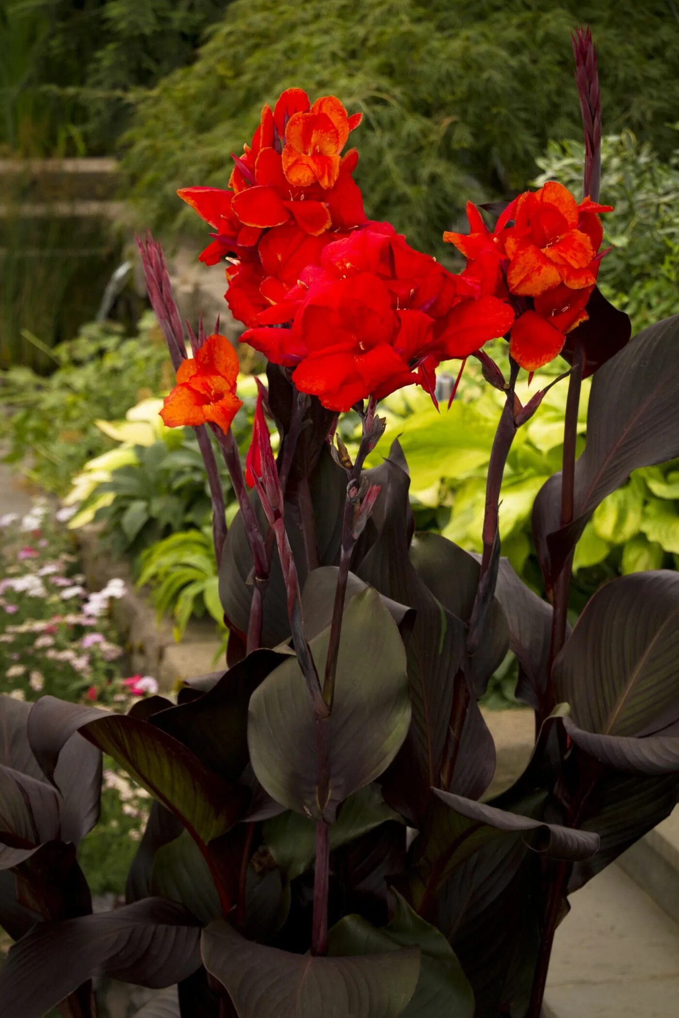 Канны в домашних условиях фото Tropical Bronze Scarlet Canna
