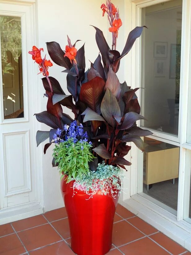 Канны в домашних условиях фото 50 Can't-Miss Container Gardening Ideas Container flowers, Container garden desi