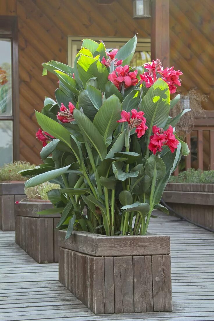 Канны в домашних условиях фото Large patio containers planted with Canna 'Rosita' create a beautiful screen of 