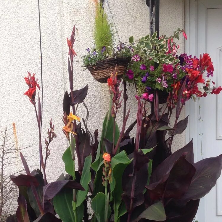 Канны в домашних условиях фото Canna 'Roi Humbert' syn. Canna 'Red King Humbert', Canna 'Roi Humbert' - uploade