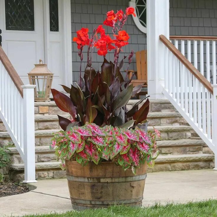 Канны в домашних условиях фото Container Collection Caladium Carolyn Whorton & Canna Tropicanna Black Glp