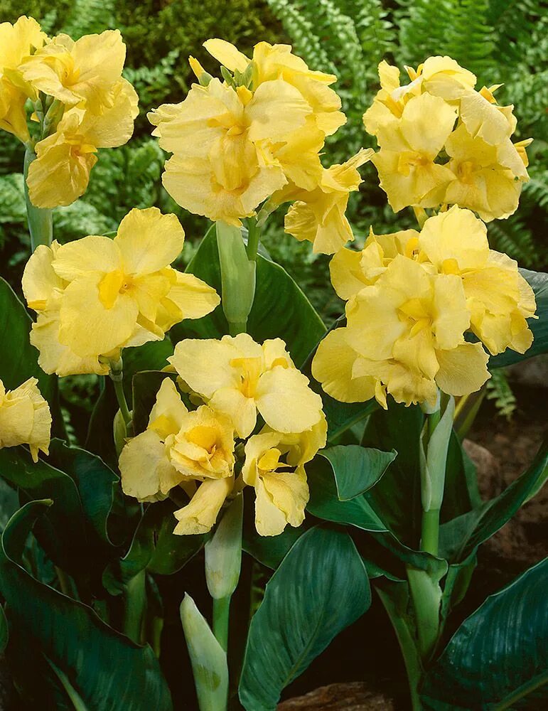 Канны желтые фото Yellow Futurity Canna Shade garden plants, Canna lily garden, Plants