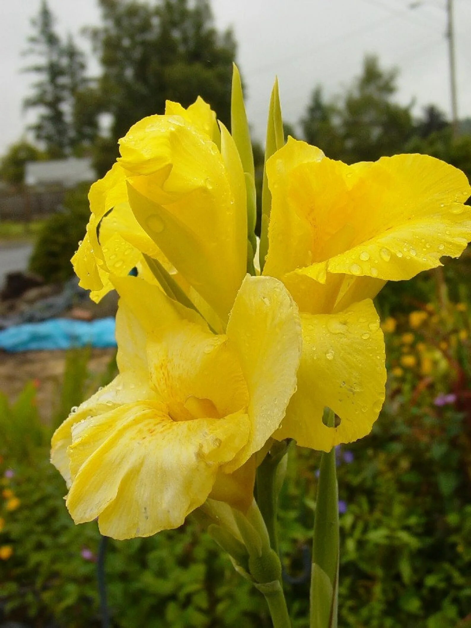 Канны желтые фото Yellow Canna Lily Seeds Etsy
