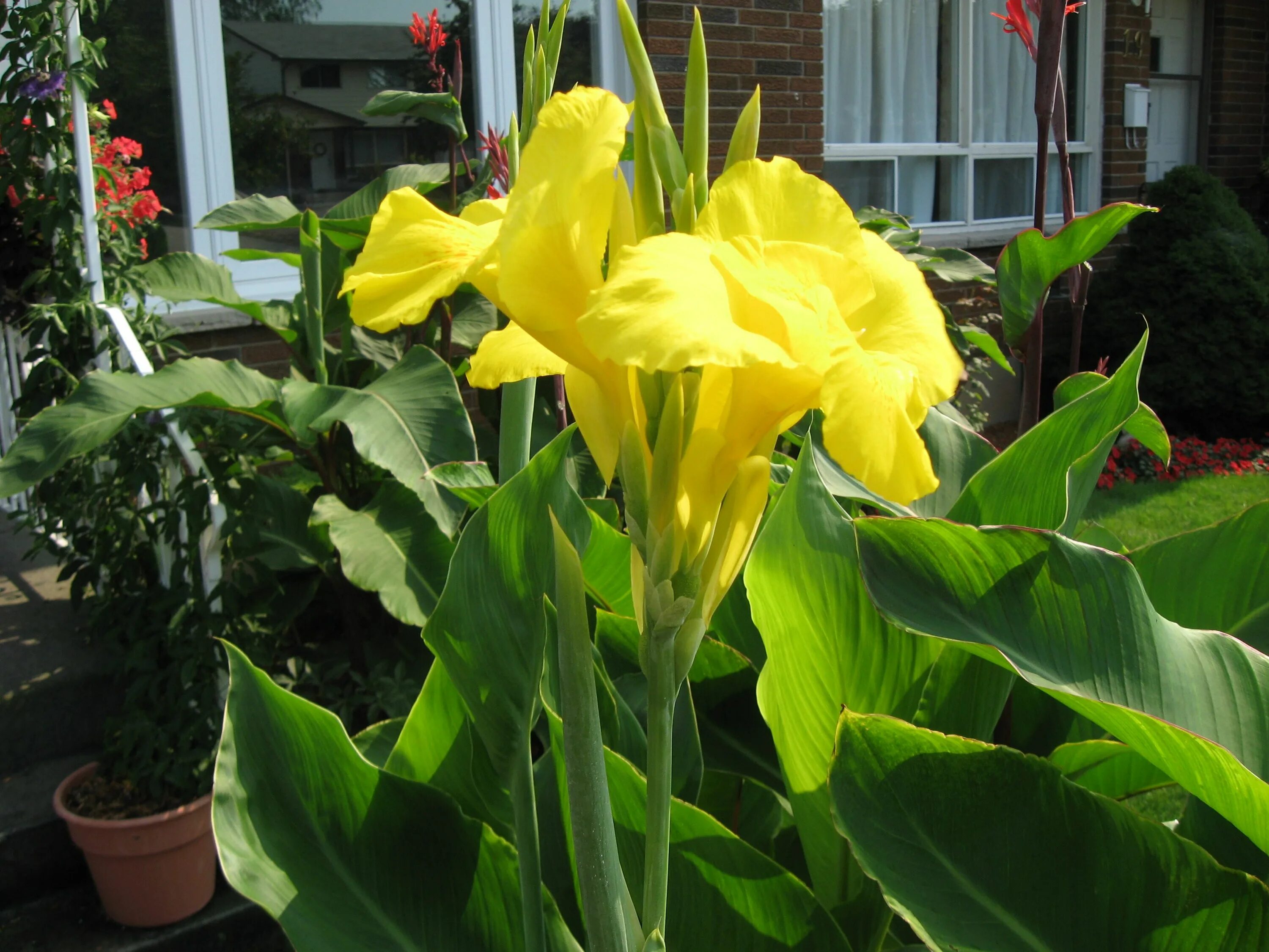 Канны желтые фото Canna "Richard Wallace" Bmac Small backyard garden design, Small backyard garden