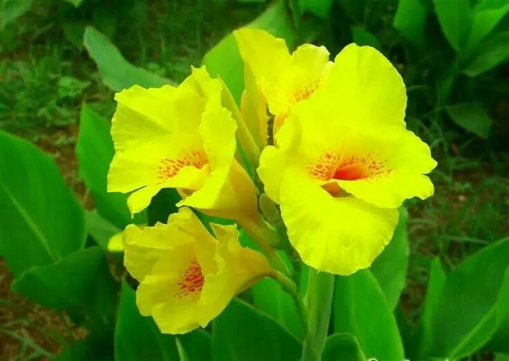 Канны желтые фото Yellow spring flowers Yellow spring flowers, Yellow springs, Spring flowers