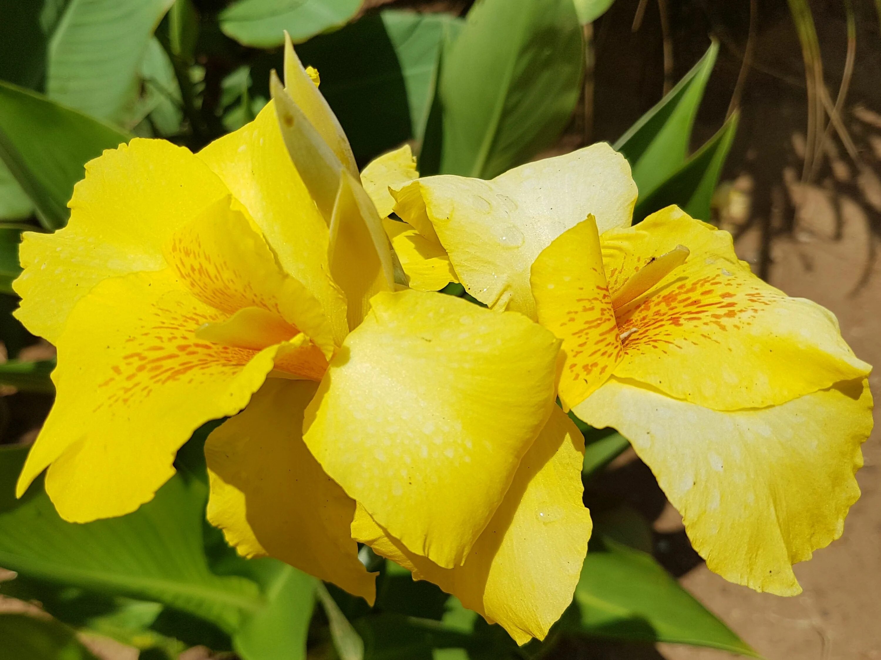 Канны желтые фото Color Challange, Wednesday - Yellow: Beautiful Bright Yellow Canna lilies - Stee