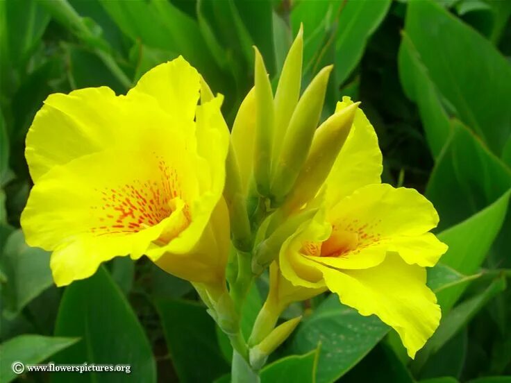 Канны желтые фото Flowers, Yellow flower pictures, Canna lily