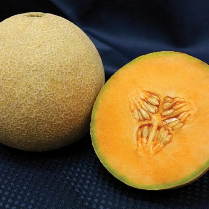 Канталупа что это за фрукт фото Melon Lilliput F1 (With images) Fruit, Melon, Heirlooms flowers