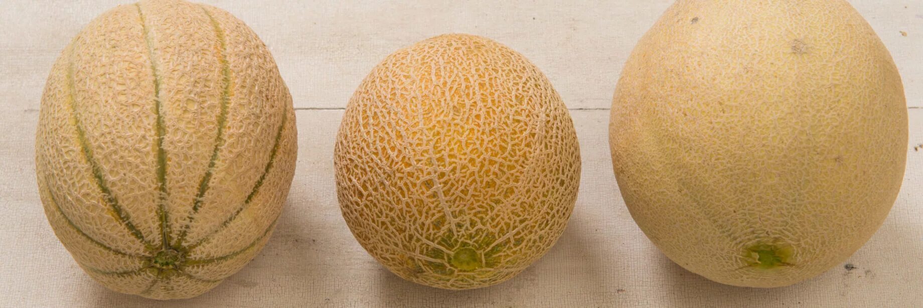 Канталупа что это за фрукт фото Cantaloupe Seeds (Muskmelon Seeds) Johnny's Selected Seeds