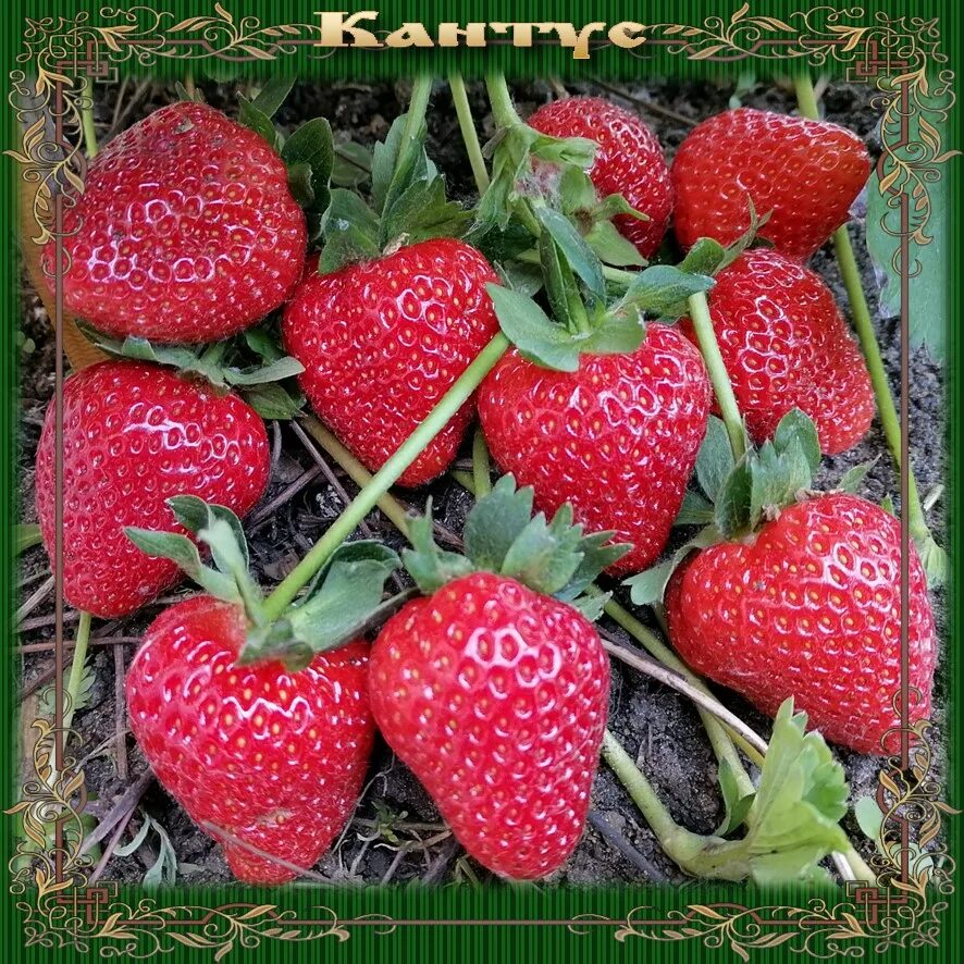 Кантус клубника описание сорта фото отзывы Земляника ремонтантная Кантус (Cantus) - Сад Мордовии