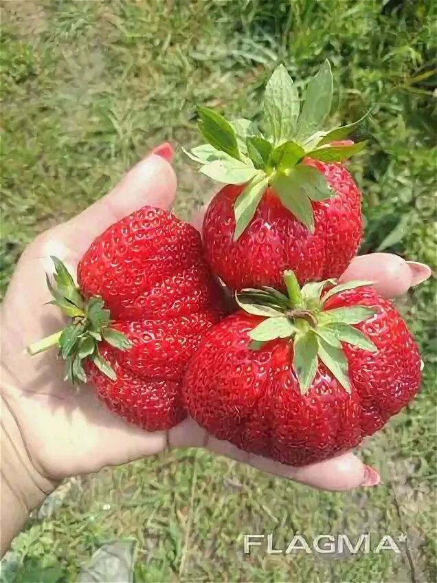 Кантус клубника описание сорта фото отзывы Саженцы клубники - Купить в Пинске на Flagma.by #2495979