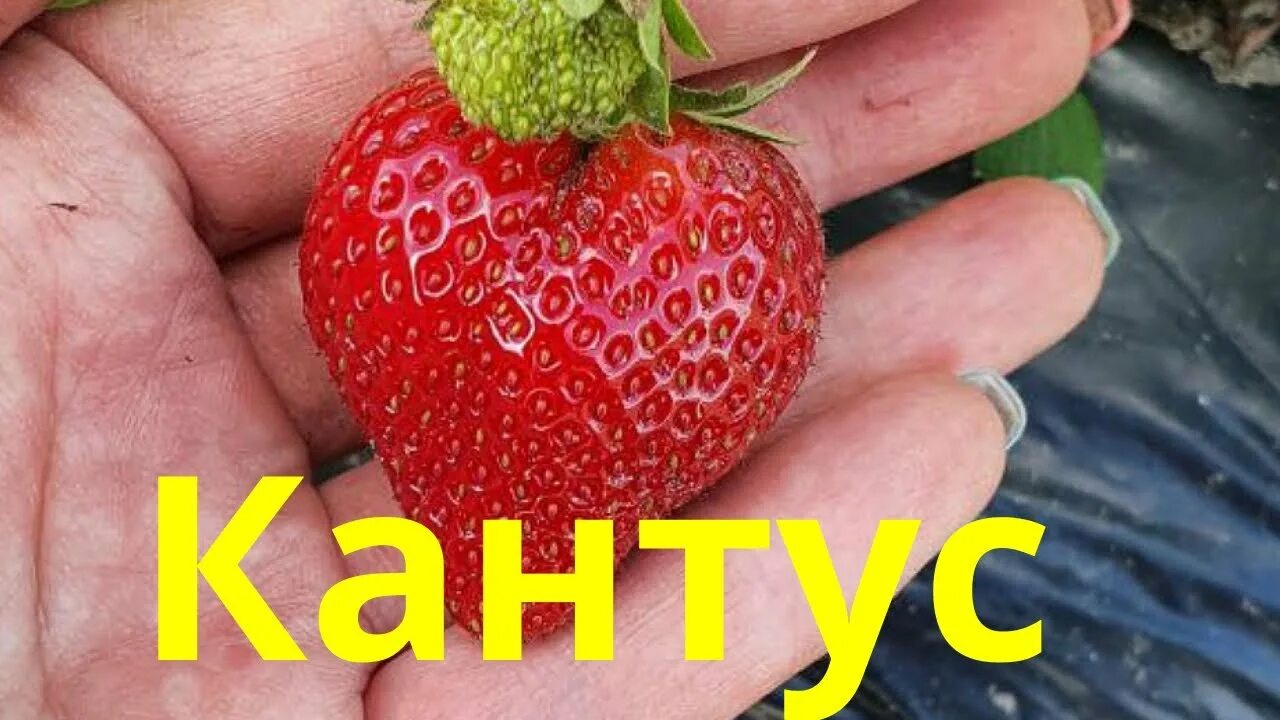 Кантус клубника описание сорта фото отзывы Обзор клубники НСД Кантус (Cantus) . После ливней. 19.06.2021. - YouTube