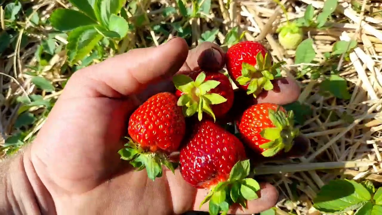 Кантус клубника описание сорта фото отзывы Клубника Бьюти, Ания, Кантус, Ксанте, Мурано... - YouTube
