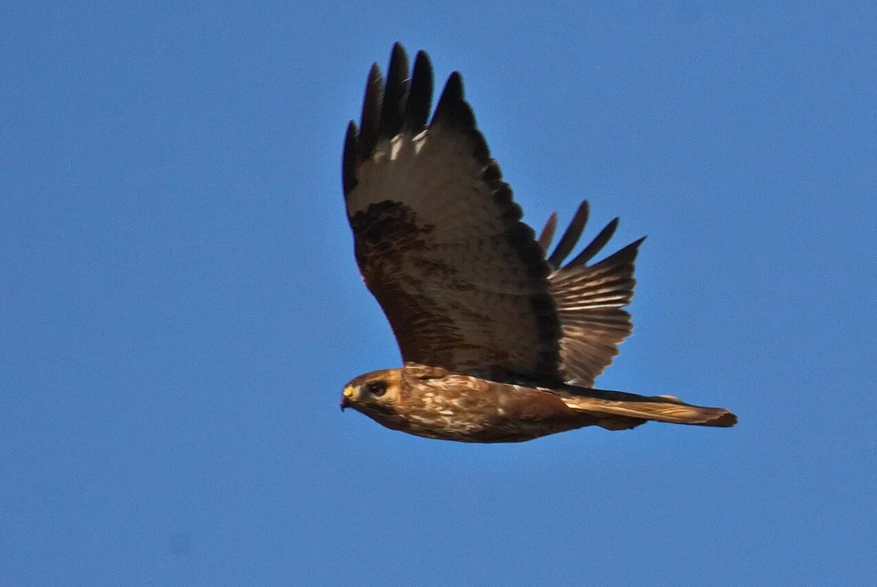 Канюк в полете фото Common Buzzard (Buteo buteo). Birds of Siberia.