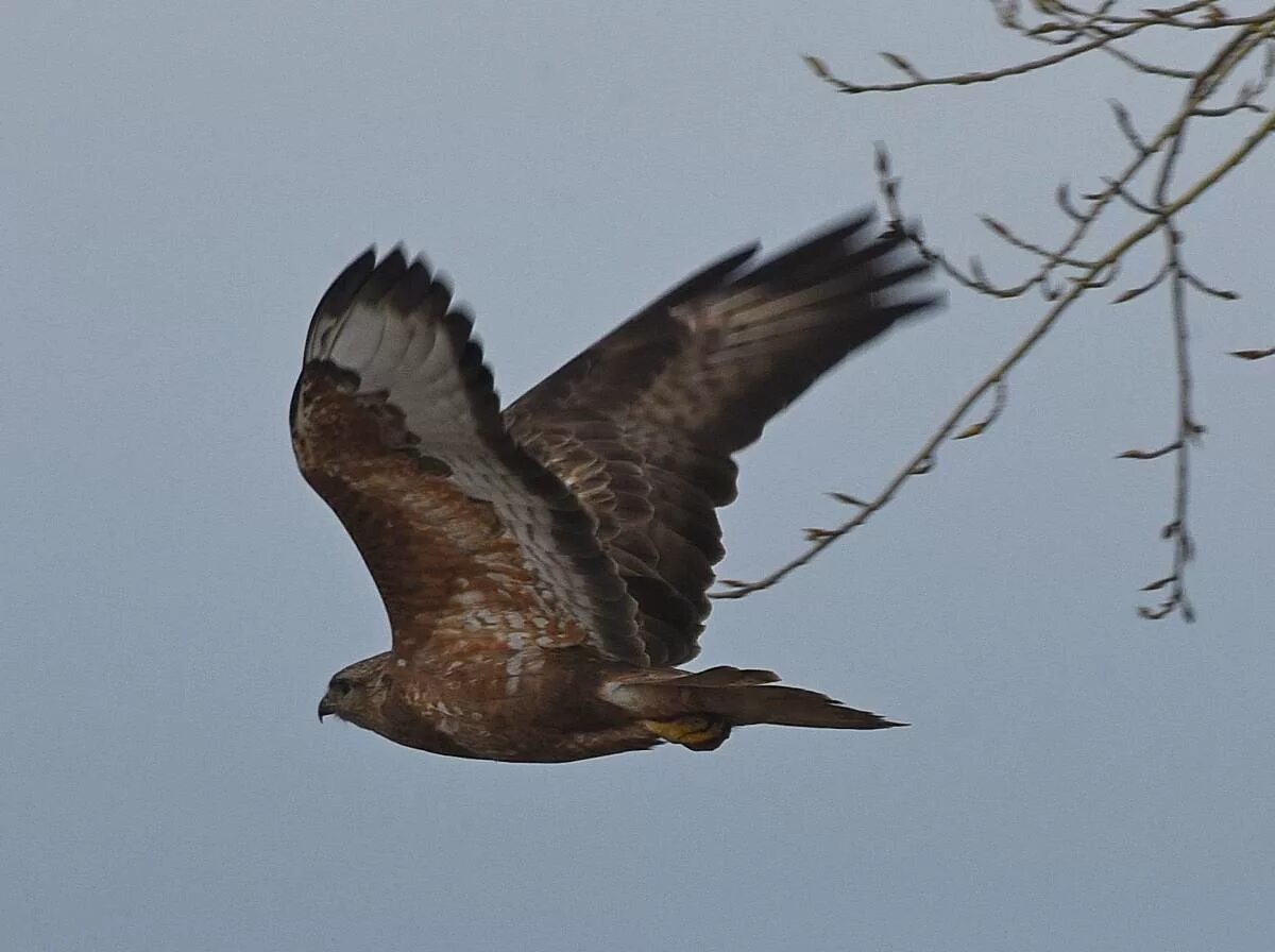 Канюк в полете фото Канюк (Buteo buteo). Птицы Сибири.