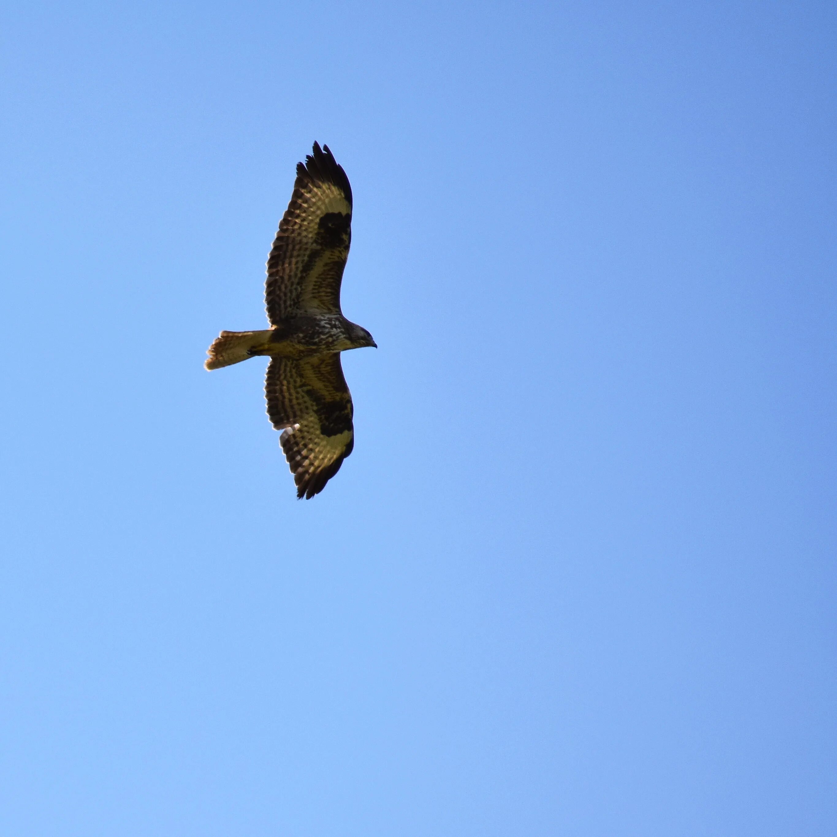 Канюк в полете фото File:Common buzzard.jpg - Wikipedia