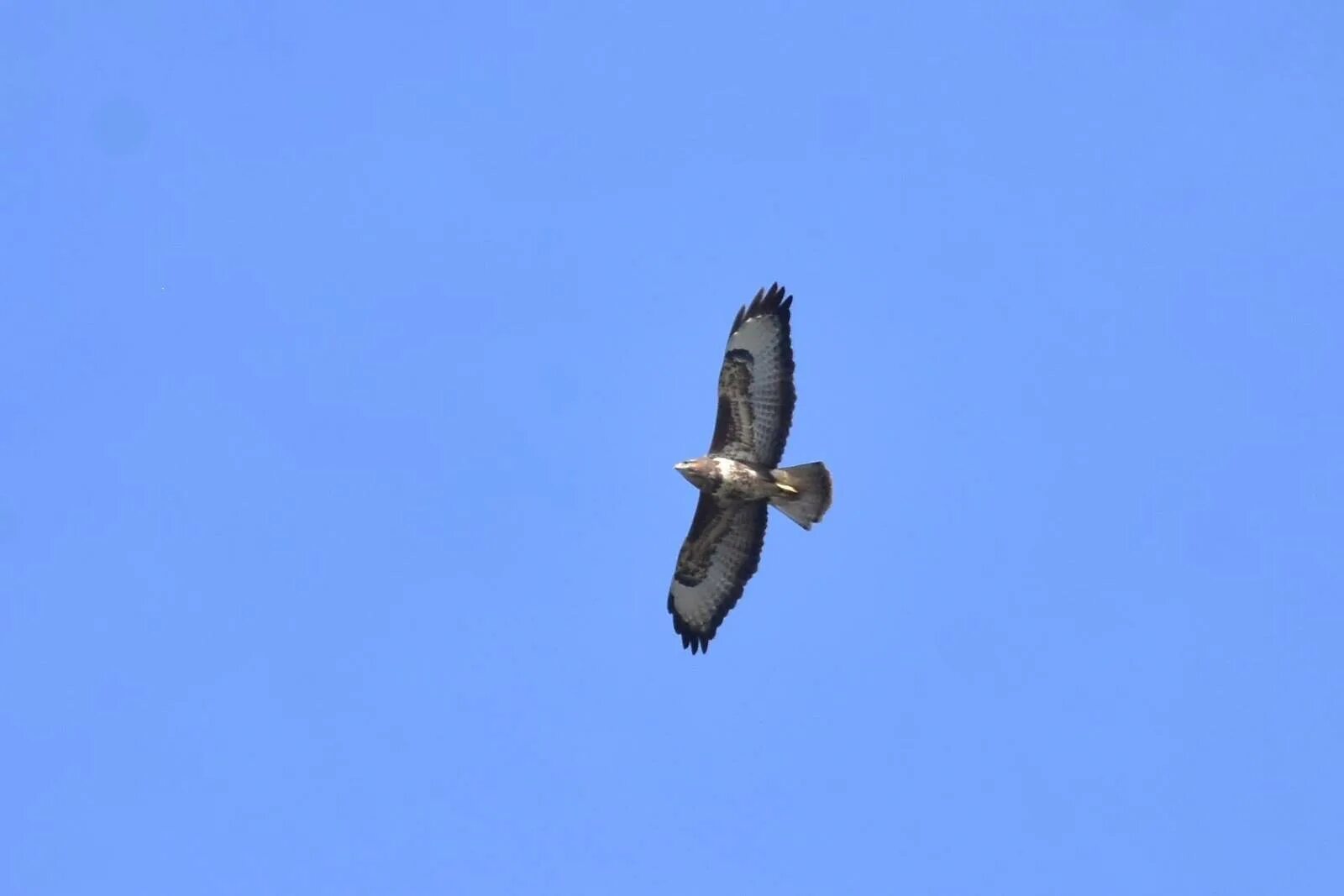 Канюк в полете фото Common Buzzard (Buteo buteo). Birds of Siberia.