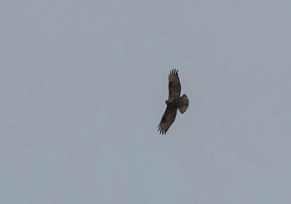 Канюк в полете фото Eastern Buzzard (Buteo japonicus). Birds of Russia.