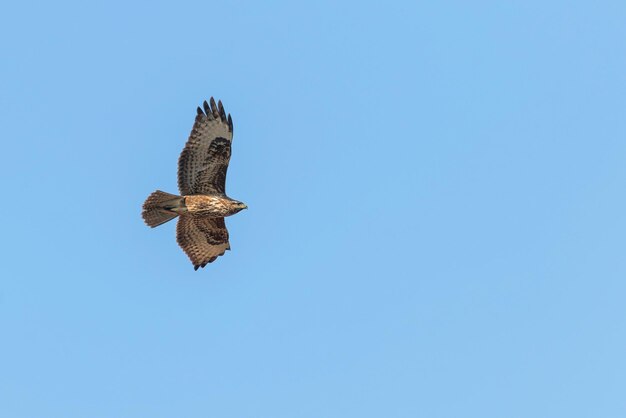 Канюк в полете фото Обыкновенный канюк в полете (buteo buteo) blue sky Премиум Фото