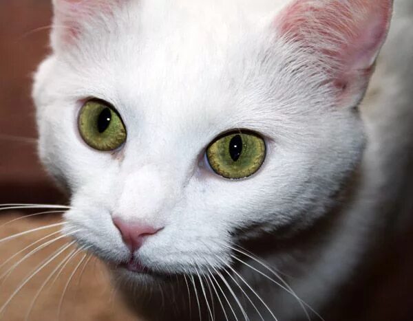 Као мани кошка фото и описание 20 самых необычных и дорогих кошек в мире Exotic cat breeds, Cat breeds, Purebre