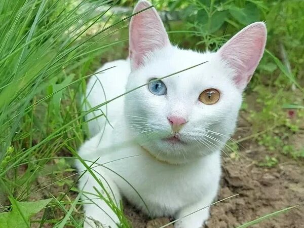 Као мани кошка фото и описание Као-мани порода кошек с фото, описание породы, отзывы, характер, видео Сербия - 