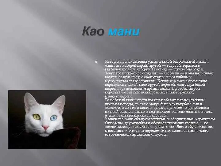 Као мани кошка фото и описание Као мани: описание породы кошек, фото и цена