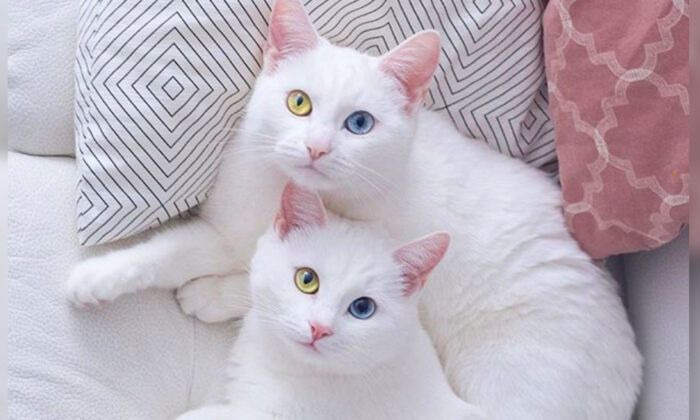 Као мани кошка фото и описание Cat Twin Sisters With Rare Eye Condition Have 2 Different-Color Eyes, Garner Fam