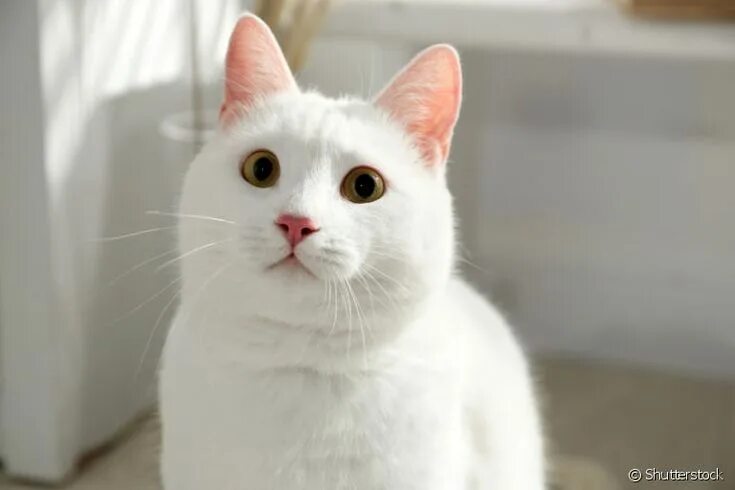 Као мани кошка фото и описание Raças de gatos brancos: descubra as mais comuns! Cat breeds, Lykoi cat, Gps cat 