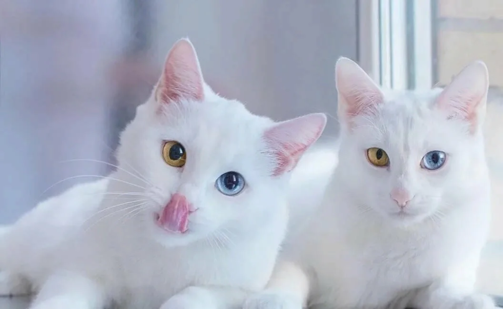 Као мани кошка фото и описание Самые необычные породы кошек Cute cats, Cats, Cats of instagram