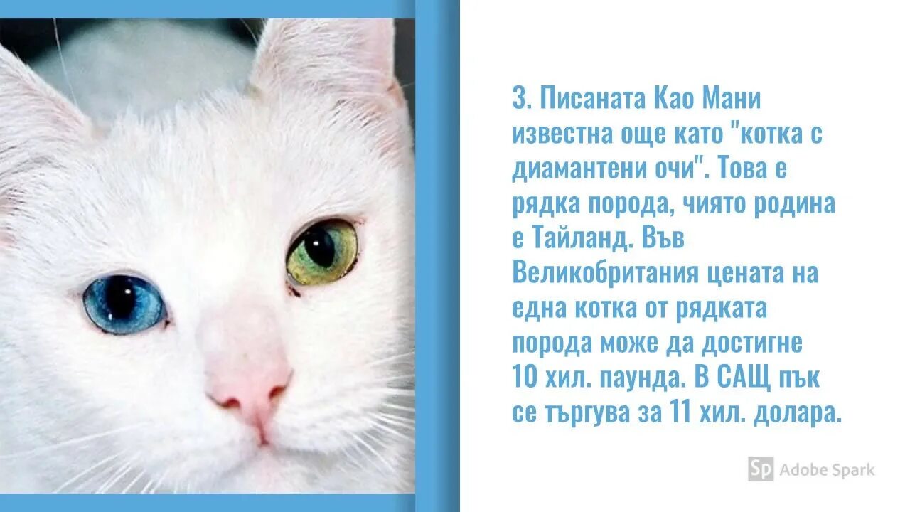 Као мани кошка фото и описание 5-те най-скъпи котки в света - YouTube