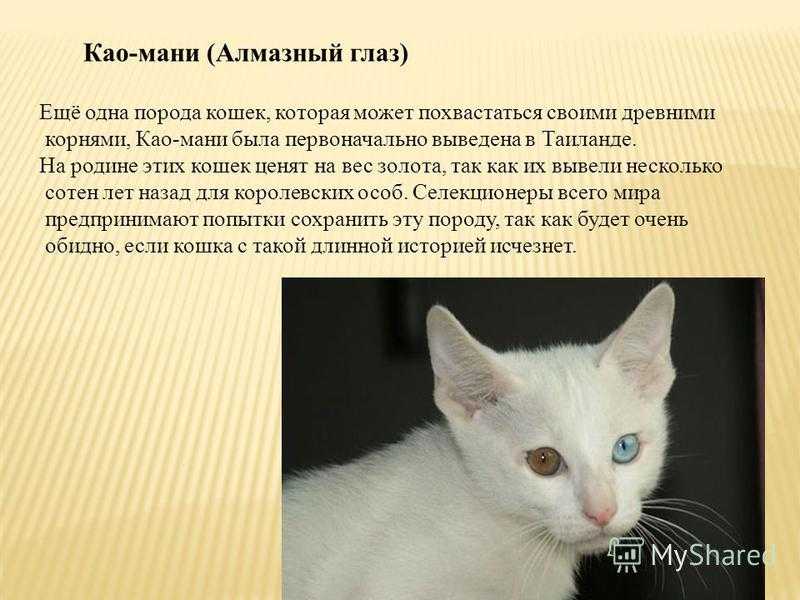 Као мани кошка фото и описание Као мани: описание породы кошек, фото и цена