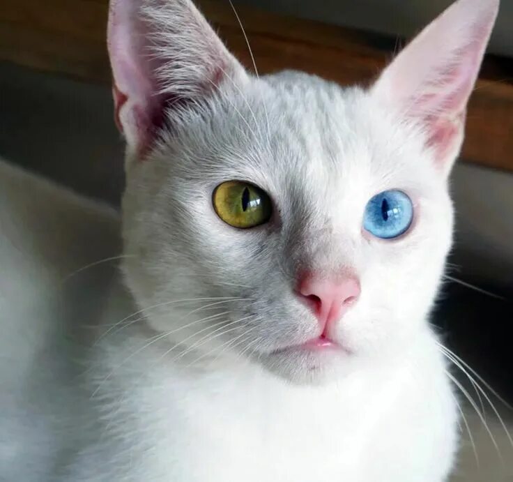 Као мани кошка фото и описание Información completa sobre el gato Khao Manee - Cuidados y consejos Most beautif
