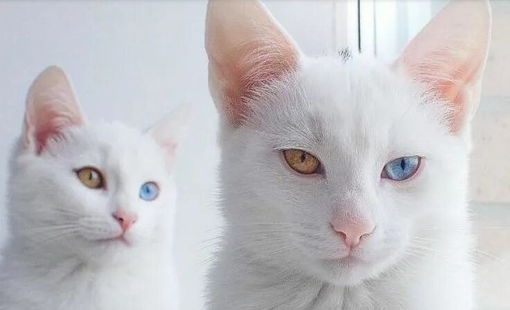 Као мани кошка фото и описание Русская белая порода кошек (33 фото) Curious cat, Animals, Cats
