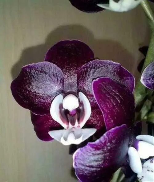 Каода орхидея фото Орхидея взрослая Phal. Kaoda Мерцание 2.5" B31 в н Festima.Ru - частные объявлен