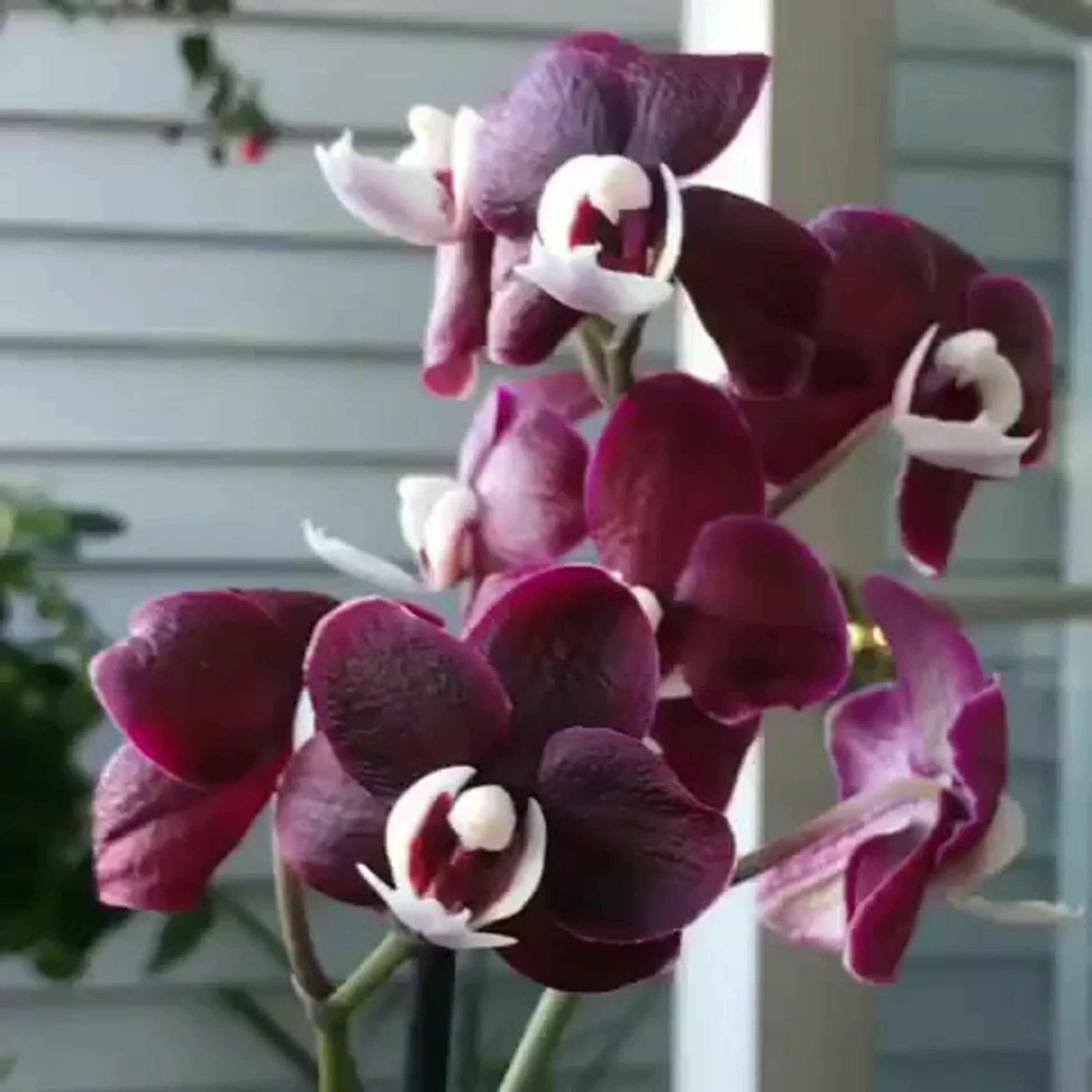Каода орхидея фото Орхидея каода фото - SadPhoto.ru